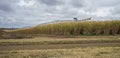 Australian Sugarcane Plantation Royalty Free Stock Photo