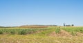 Australian Sugarcane Plantation in Spring Royalty Free Stock Photo