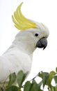 Australian Sulphur Crested Cockatoo,kakadu