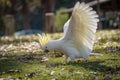 Australian sulphur-crested cockatoo standing on the ground with wings extended