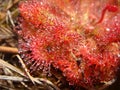 Australian sundews Royalty Free Stock Photo