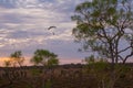 Australian Sunrise near Uluru