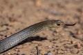 Australian Swamp snake