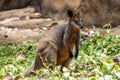 Swamp Wallaby Royalty Free Stock Photo