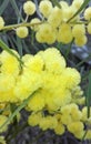 Australian Sweet Wattle (Acacia suaveolens)