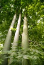 Australian tall trees Brachychiton discolor Royalty Free Stock Photo