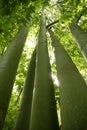 Australian tall trees green nature Royalty Free Stock Photo