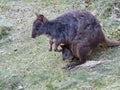 Australian Tasmanian Pademelon with joey Royalty Free Stock Photo