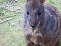 Australian Tasmanian Pademelon Royalty Free Stock Photo