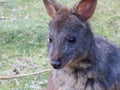 Australian Tasmanian Pademelon Royalty Free Stock Photo