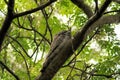 Australian Tawny Frogmouth