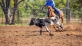 Australian Team Calf Roping At Country Rodeo