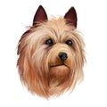 Australian Terrier dog breed digital art illustration isolated on white. Small breed of terrier dog type. The breed was developed Royalty Free Stock Photo