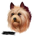 Australian Terrier dog breed digital art illustration isolated on white. Small breed of terrier dog type. The breed was developed Royalty Free Stock Photo