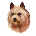 Australian Terrier dog breed digital art illustration isolated on white. Small breed of terrier dog type. The breed was developed Royalty Free Stock Photo