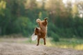 An Australian Terrier dog catches a toy. active pet on nature