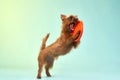 Australian Terrier in mid-leap against a blue backdrop