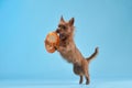 Australian Terrier in mid-leap against a blue backdrop