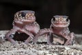 Australian Thick-tailed Gecko`s