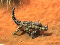Australian thorny dragon lizard eats an ant