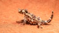 Australian thorny dragon lizard turns its head and looks around