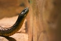 Australian Tiger Snake rearing its head.