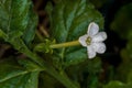 Australian Tobacco