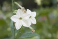 Australian tobacco flowers