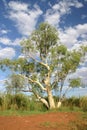 Australian tree Royalty Free Stock Photo