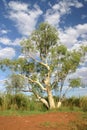 Australian tree