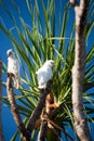 Australian tree with birds Royalty Free Stock Photo