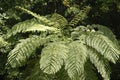 Australian tree fern Royalty Free Stock Photo