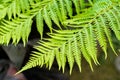 Australian tree fern Royalty Free Stock Photo