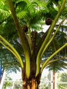 Australian Tree Fern Royalty Free Stock Photo