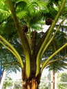 Australian Tree Fern