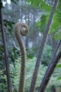 Australian tree fern cyathea cooperi in a cold forest Royalty Free Stock Photo