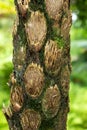 Australian tree fern cyathea cooperi trunk bark closeup - Davie, Florida, USA