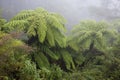 Australian tree fern in the mist