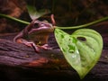 Australian tree frog