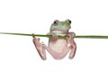 Australian Tree Frog Royalty Free Stock Photo