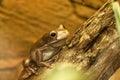 Australian tree frog Royalty Free Stock Photo