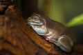 Australian Tree Frog Royalty Free Stock Photo