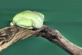 Australian tree frogs or Litoria, genus of tailless amphibians from tree frog family