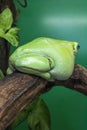 Australian tree frogs or Litoria, genus of tailless amphibians from tree frog family