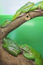 Australian tree frogs or Litoria, genus of tailless amphibians from tree frog family