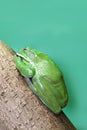 Australian tree frogs or Litoria, genus of tailless amphibians from tree frog family sleep on tree