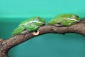 Australian tree frogs or Litoria, genus of tailless amphibians from tree frog family sleep on tree
