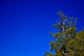 Australian Tree Royalty Free Stock Photo