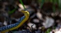 Australian tree snake