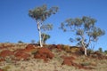 Australian trees